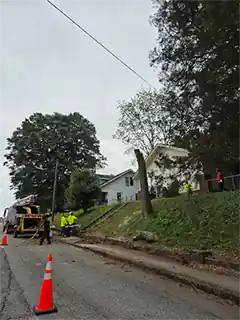 Tree Service Tree Cutting Pruning Chipping Removal